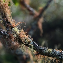 2017-03 New Zealand/Rangitoto/DSC_0125.JPG